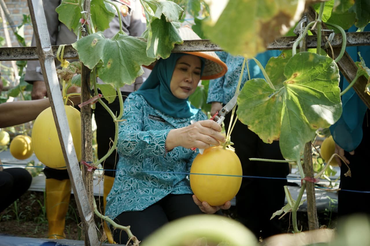 Ketua TP PKK Sumsel Feby Herman Deru Panen Melon Binaan PKK OKU, Dorong Ketahanan Pangan dan Ekonomi Masyarakat